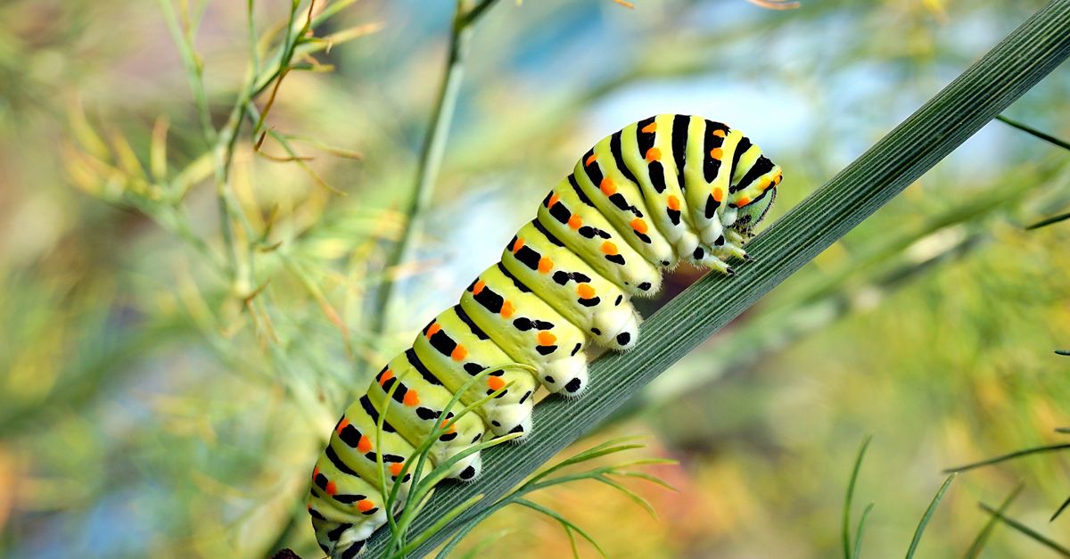 Que mangent les chenilles de papillon? MiBon