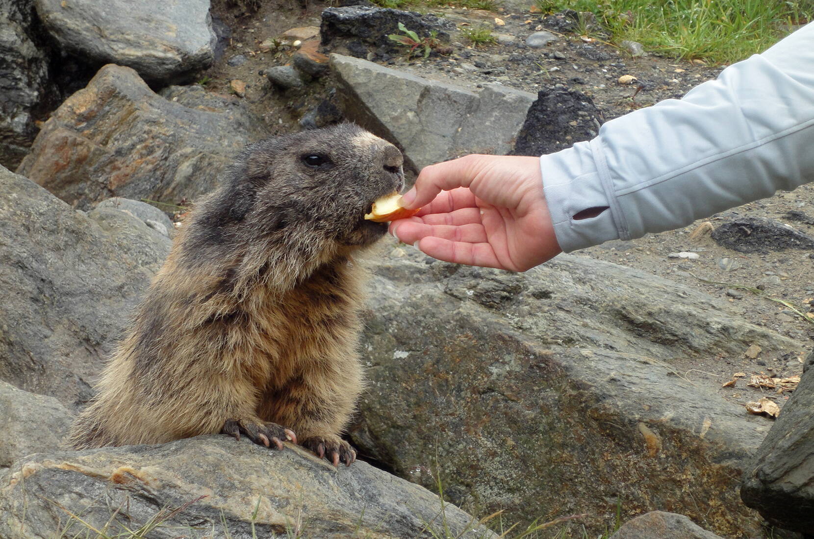 Familienausflug Saas-Fee – Spielboden. Spielboden. Erlebe die Murmeltiere hautnah in den Bergen. Die handzahmen Murmeltiere bei Spielboden sind wahrlich bekannt und erfreuen jedes Herz von Gross bis Klein.