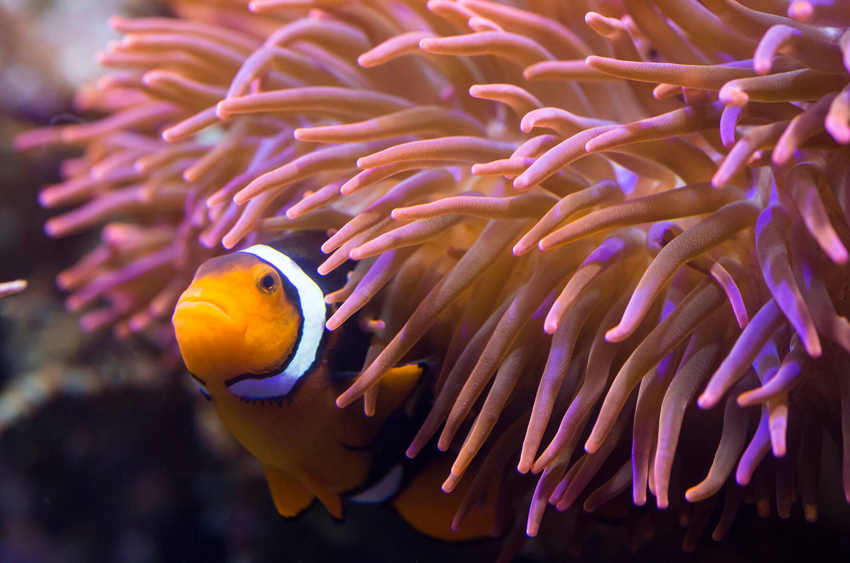 Familienausflug SEA LIFE Konstanz. Durchquere den Lebensraum des Roten Meeres in einem acht Meter langen Unterwassertunnel und erlebe atemberaubend nahe Begegnungen mit den prächtigen Meeresbewohnern.