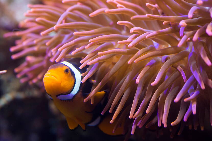 Zoom: Familienausflug SEA LIFE Konstanz. Durchquere den Lebensraum des Roten Meeres in einem acht Meter langen Unterwassertunnel und erlebe atemberaubend nahe Begegnungen mit den prächtigen Meeresbewohnern.