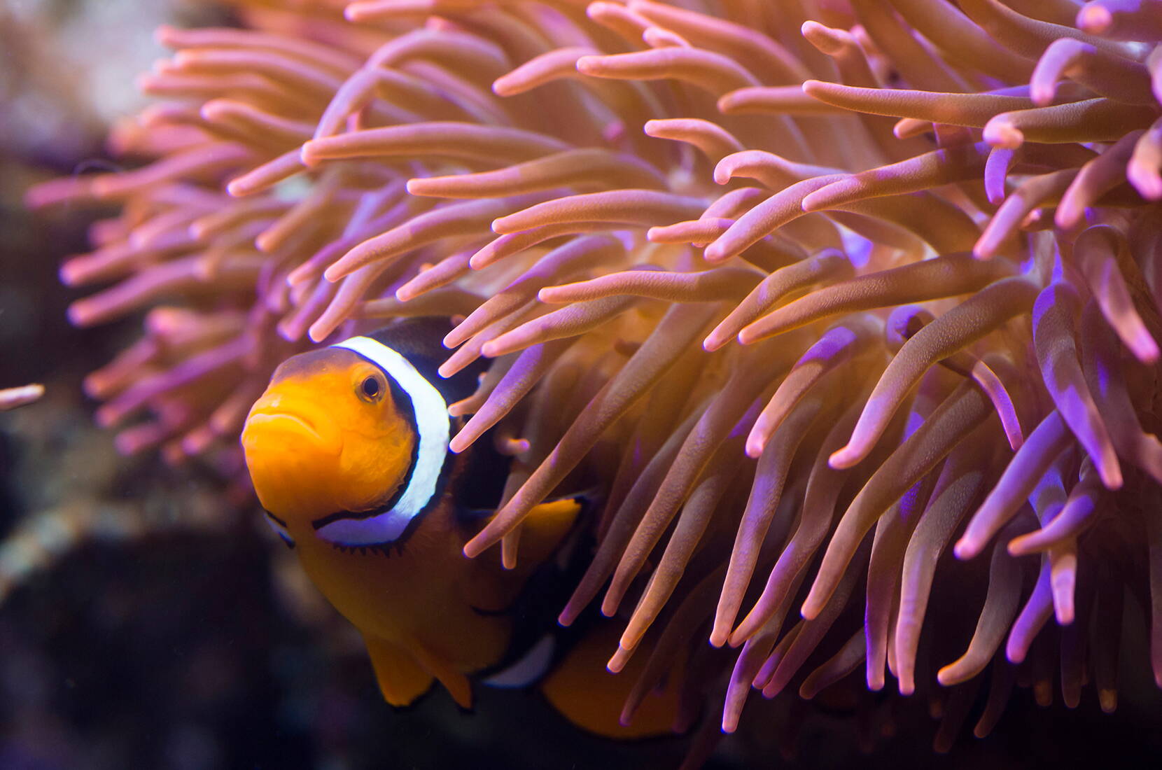 Excursion en famille à SEA LIFE Constance. Traverse l'habitat de la mer Rouge dans un tunnel sous-marin de huit mètres de long et fais des rencontres d'une proximité époustouflante avec les magnifiques créatures marines.