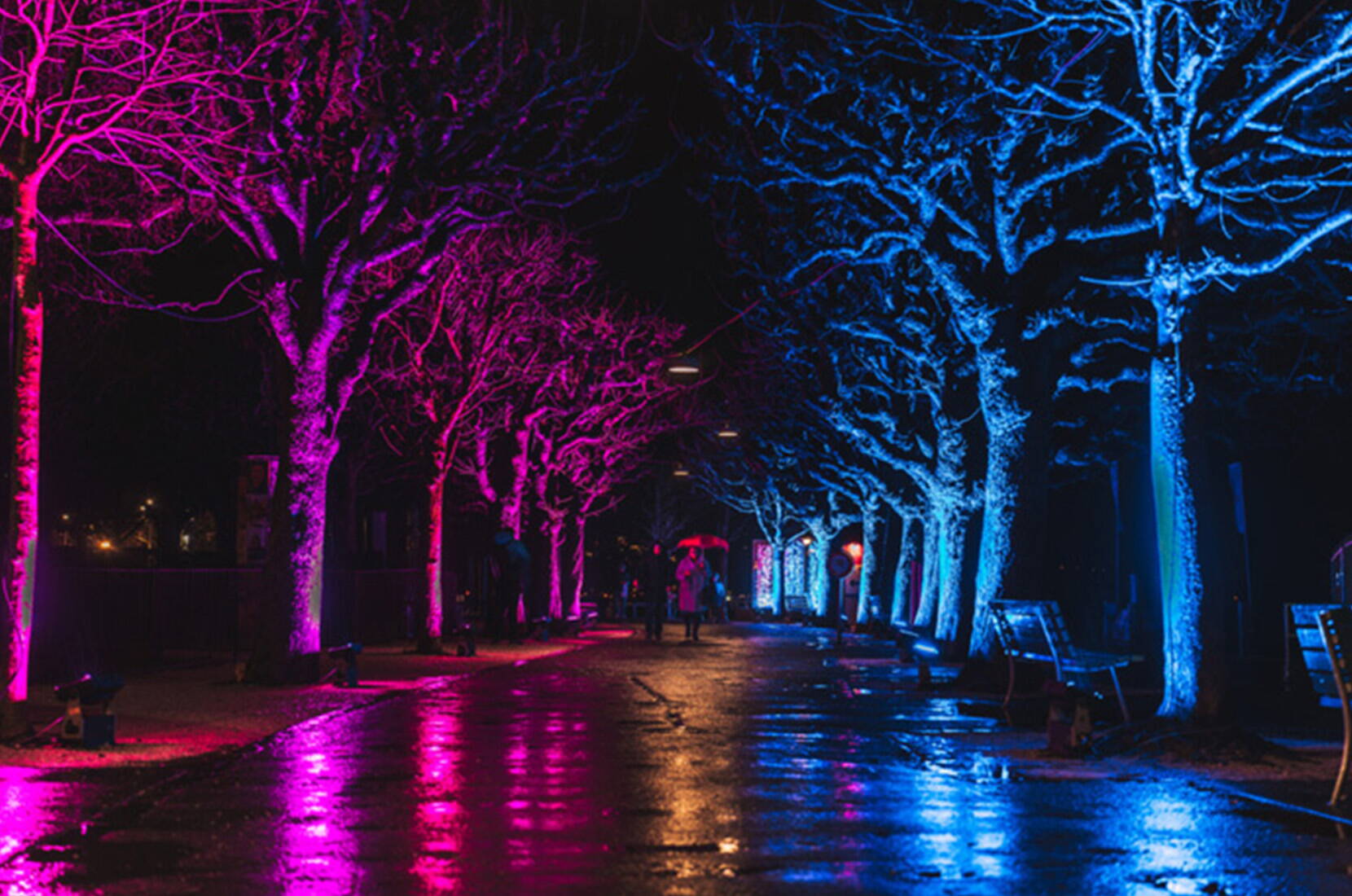 Pinke und blaue Lichtstrahlen verwandeln die Baumallee am Seeufer in eine romantische Kulisse. Ein beliebter Spot des Lichtfestivals Luzern.
