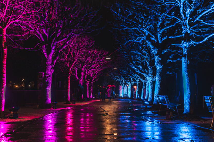 Zoom: Pinke und blaue Lichtstrahlen verwandeln die Baumallee am Seeufer in eine romantische Kulisse. Ein beliebter Spot des Lichtfestivals Luzern.