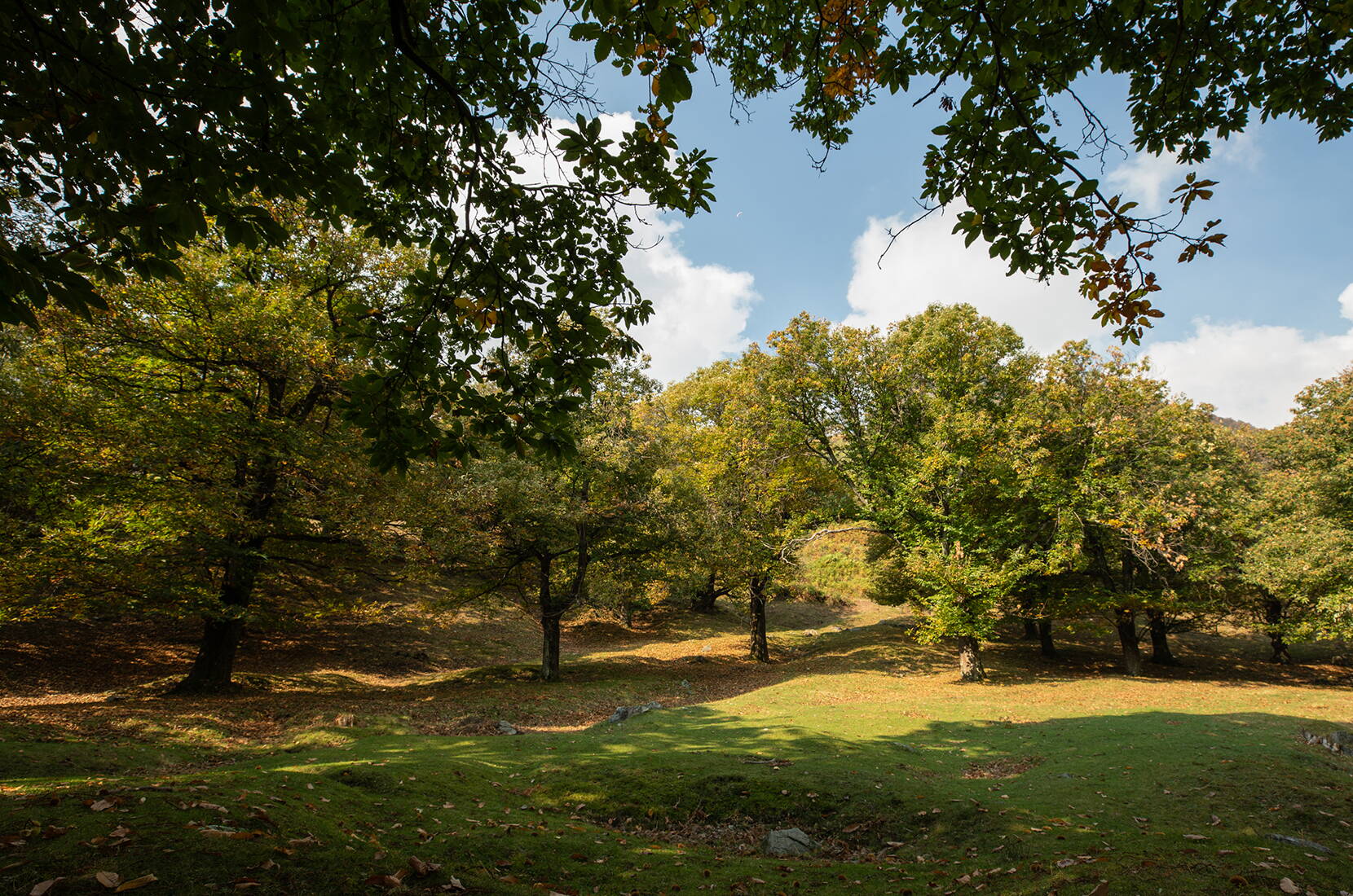 Familienwanderung Kastanienweg. Der Weg führt durch eine bezaubernde, harmonische Landschaft, in der die Natur ihren ganzen Reichtum entfaltet.