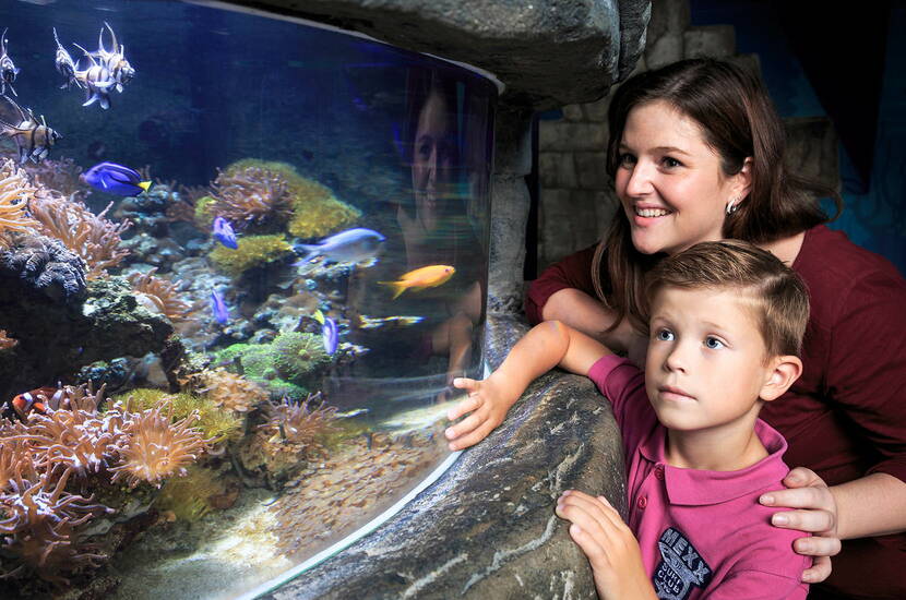 Zoom: Familienausflug SEA LIFE Konstanz. Durchquere den Lebensraum des Roten Meeres in einem acht Meter langen Unterwassertunnel und erlebe atemberaubend nahe Begegnungen mit den prächtigen Meeresbewohnern.