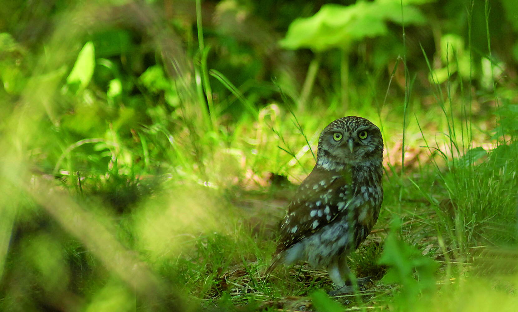 Familienausflug Tierpark Lange Erlen. Ausflugsziele Basel - Neben Rothirsch und Dammhirsch leben Luchse, Wildkatzen und Wildschweine in naturnah gestalteten Anlagen.