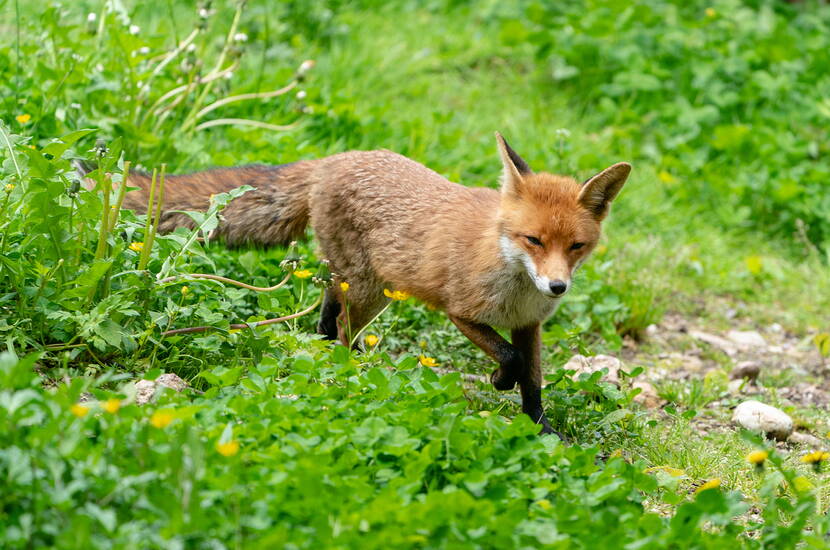 Zoom: Gita in famiglia allo zoo di Goldau. Nell'ampia zona ruspante incontrerete mufloni e cervi sika. È anche possibile accarezzarli e dar loro da mangiare del cibo speciale.