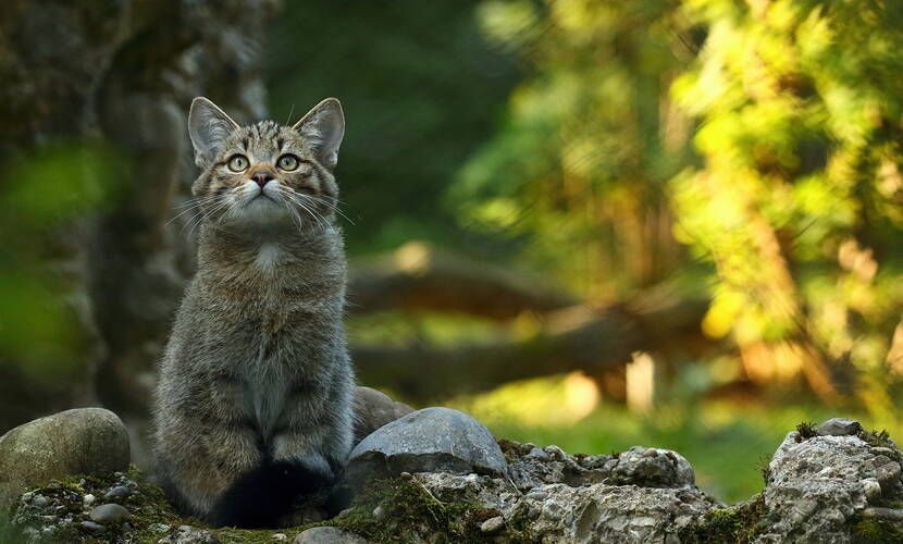 Excursion en famille au parc animalier Lange Erlen. Excursions à Bâle - Outre le cerf rouge et le daim, le lynx, le chat sauvage et le sanglier vivent dans des installations proches de la nature.