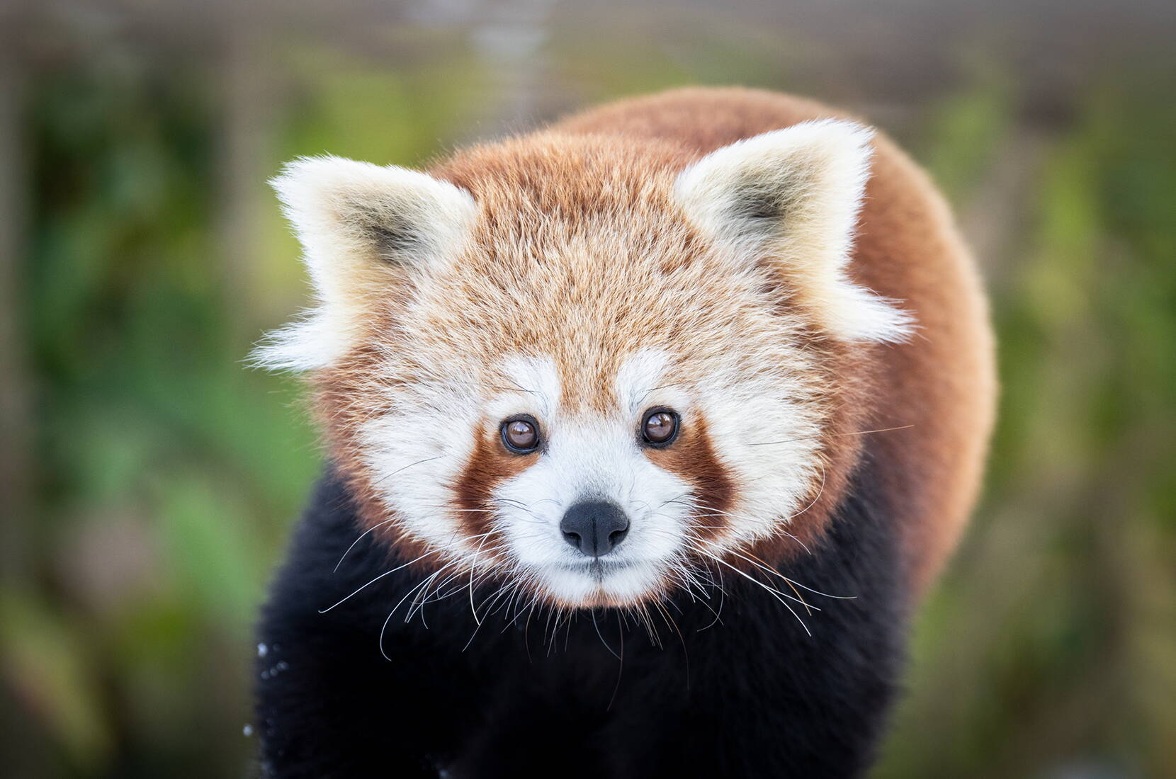 Auf dem Bild ist ein süsser kleiner Panda aus dem Walter Zoo zu sehen, der neugierig in die Kamera blickt.