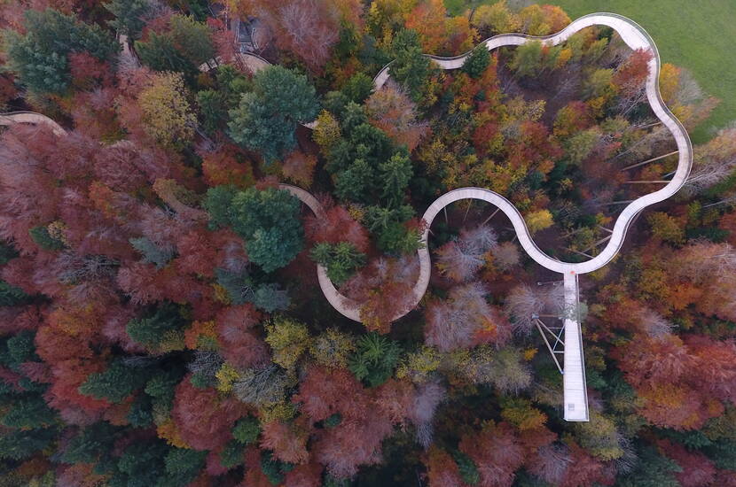 Zoom: Excursion familiale au sentier des cimes. Découvrez la forêt avec tous vos sens: Le sentier de la cime des arbres, long de 500 m, mène du sol de la forêt jusqu'à la cime des arbres. Sur les plates-formes d'observation, profitez d'un aperçu passionnant de la forêt et d'une vue magnifique au loin.