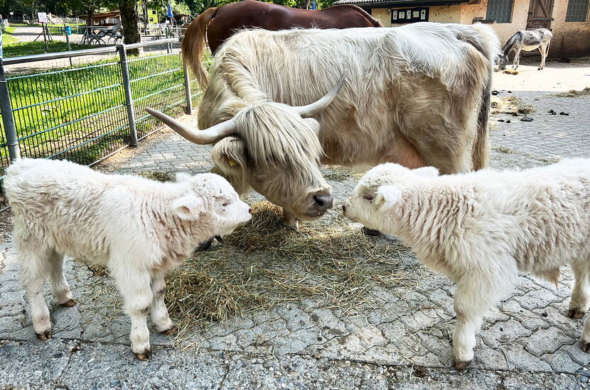 Zoom: Un bovino Highland insieme a due piccoli nell’area animali del Parco animali e avventura Seeteufel.