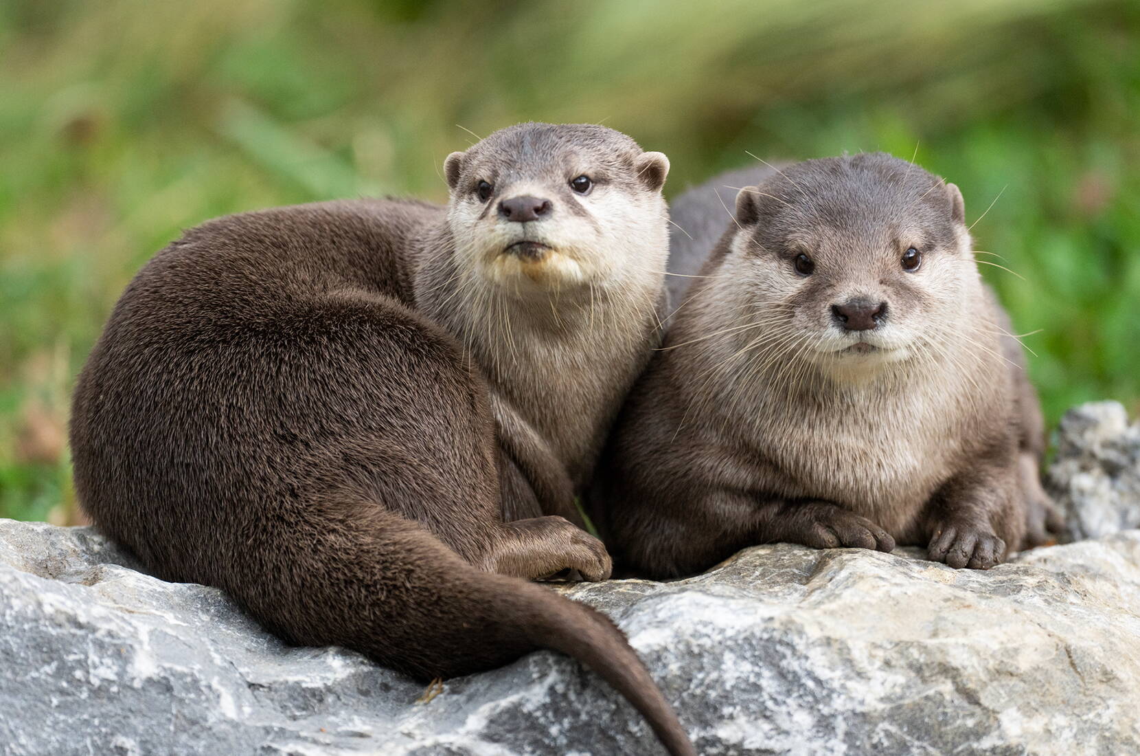 Auf dem Bild sind zwei Zwergotter zu sehen, welche auf einem grauen Felsbrocken liegen, der sich im Walter Zoo befindet.