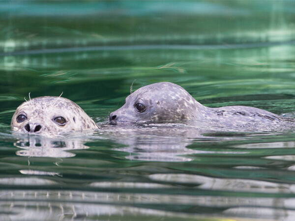 Zoom: Due foche nuotano nell’acqua limpida del parco zoologico di Berna e osservano l’ambiente circostante.
