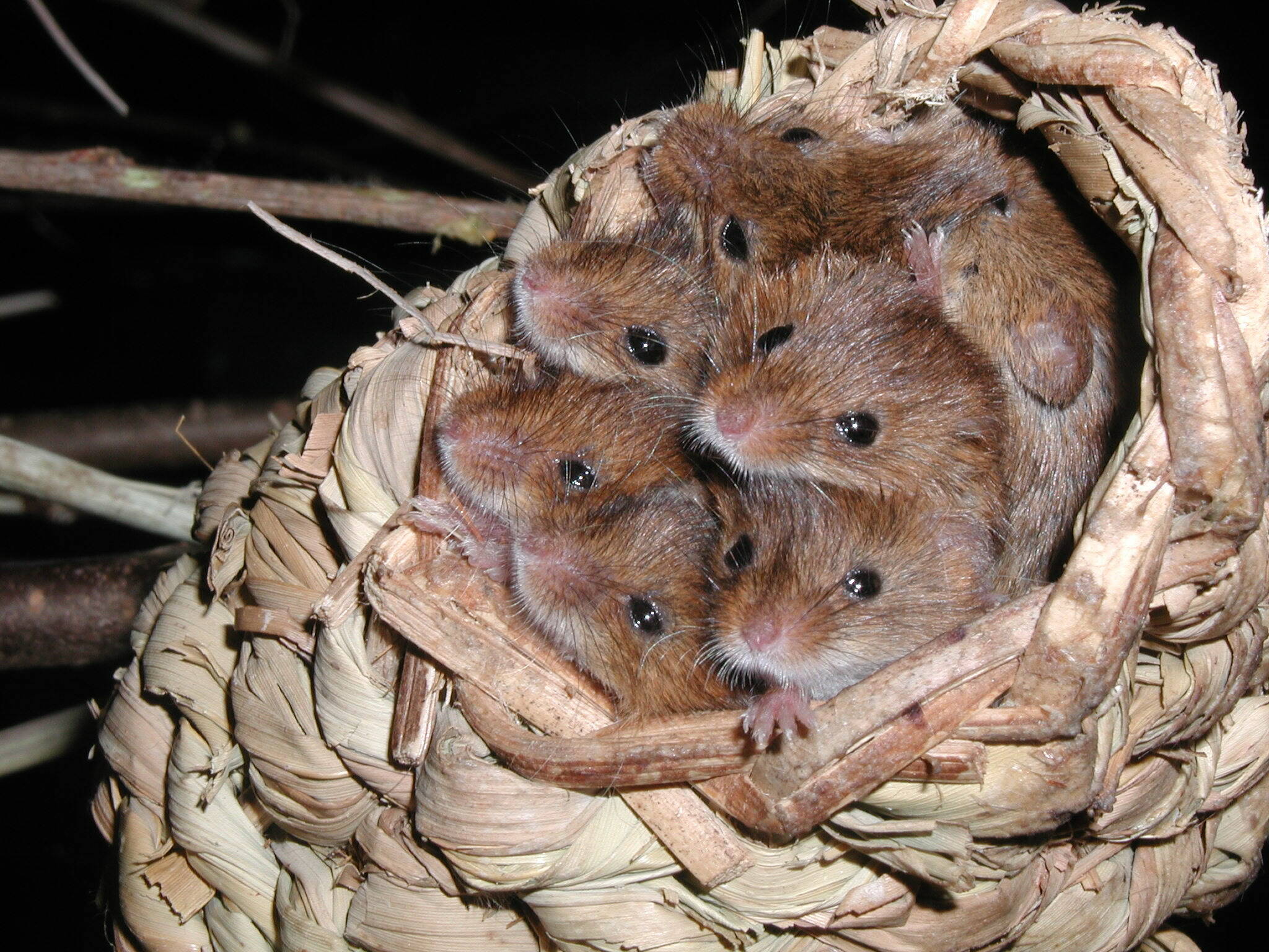 Excursion en famille au Naturama d'Aarau. Parcourez les habitats reconstitués avec art, où des souris naines s'agitent dans la plaine alluviale, des fourmis rampent sur le sol de la forêt et des grillons gazouillent dans la jungle surdimensionnée de la prairie. Un voyage dans le temps – passé, présent & futur.