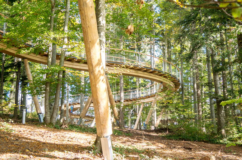 Zoom: Excursion familiale au sentier des cimes. Découvrez la forêt avec tous vos sens: Le sentier de la cime des arbres, long de 500 m, mène du sol de la forêt jusqu'à la cime des arbres. Sur les plates-formes d'observation, profitez d'un aperçu passionnant de la forêt et d'une vue magnifique au loin.