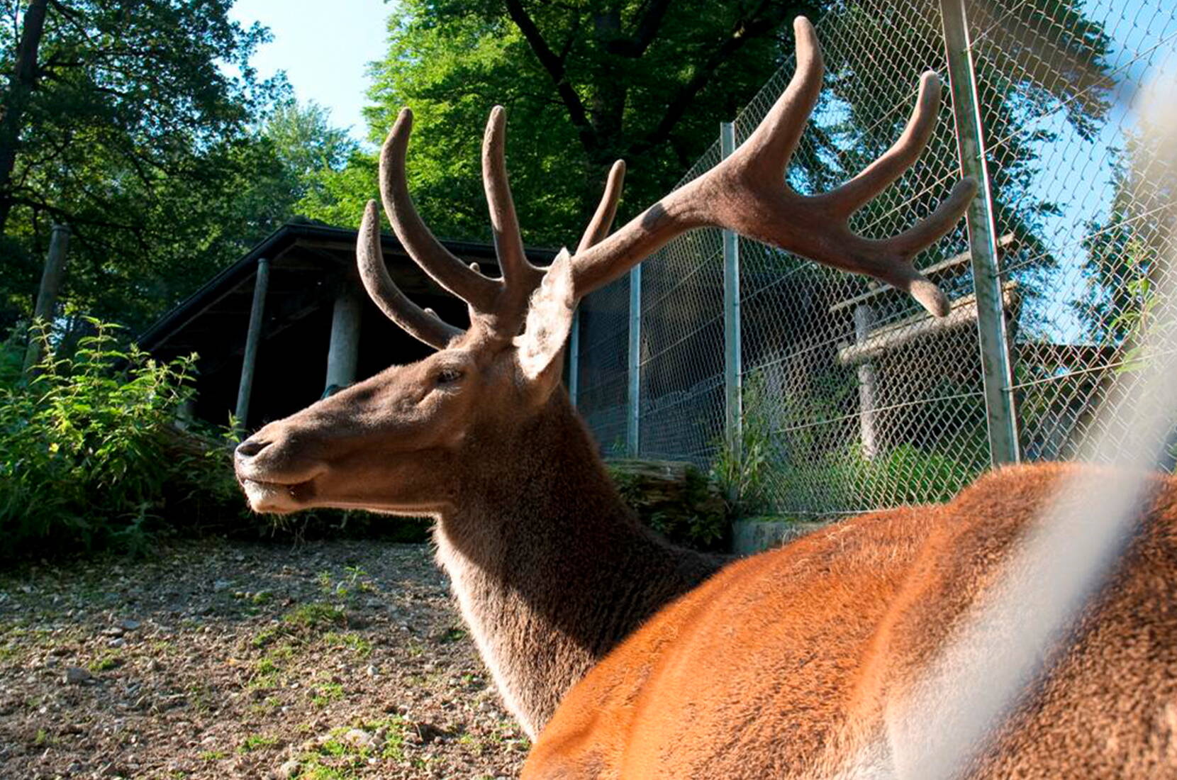 Escursione per famiglie al Parco dei cervi di Lucerna. Al Parco dei cervi di Lucerna è possibile confrontare e osservare faccia a faccia le diverse generazioni di cervi. Dal vitello, all'animale piccolo, al posteriore e al cervo superiore con le sue imponenti corna.