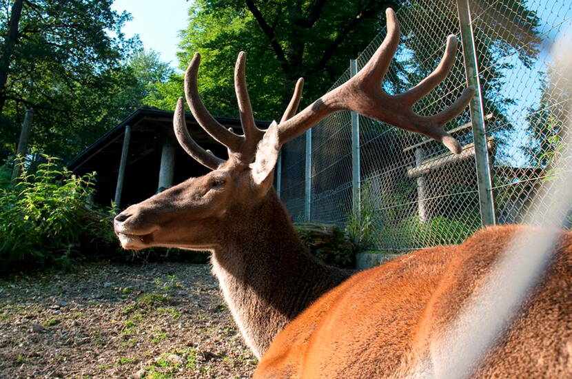 Zoom: Escursione per famiglie al Parco dei cervi di Lucerna. Al Parco dei cervi di Lucerna è possibile confrontare e osservare faccia a faccia le diverse generazioni di cervi. Dal vitello, all'animale piccolo, al posteriore e al cervo superiore con le sue imponenti corna.