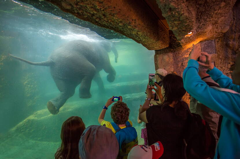 Zoom: Im Zoo leben über 400 Tierarten in naturnah gestalteten Anlagen. Mit dem Masoala Regenwald – echtem tropischen Regenwald mit Roten Varis, Chamäleons und zahlreichen Vögeln – und dem Kaeng Krachan Elefantenpark mit seinem Blick auf schwimmende Elefanten hat der Zoo Zürich zwei Meilensteine mit internationaler Ausstrahlung geschaffen. 