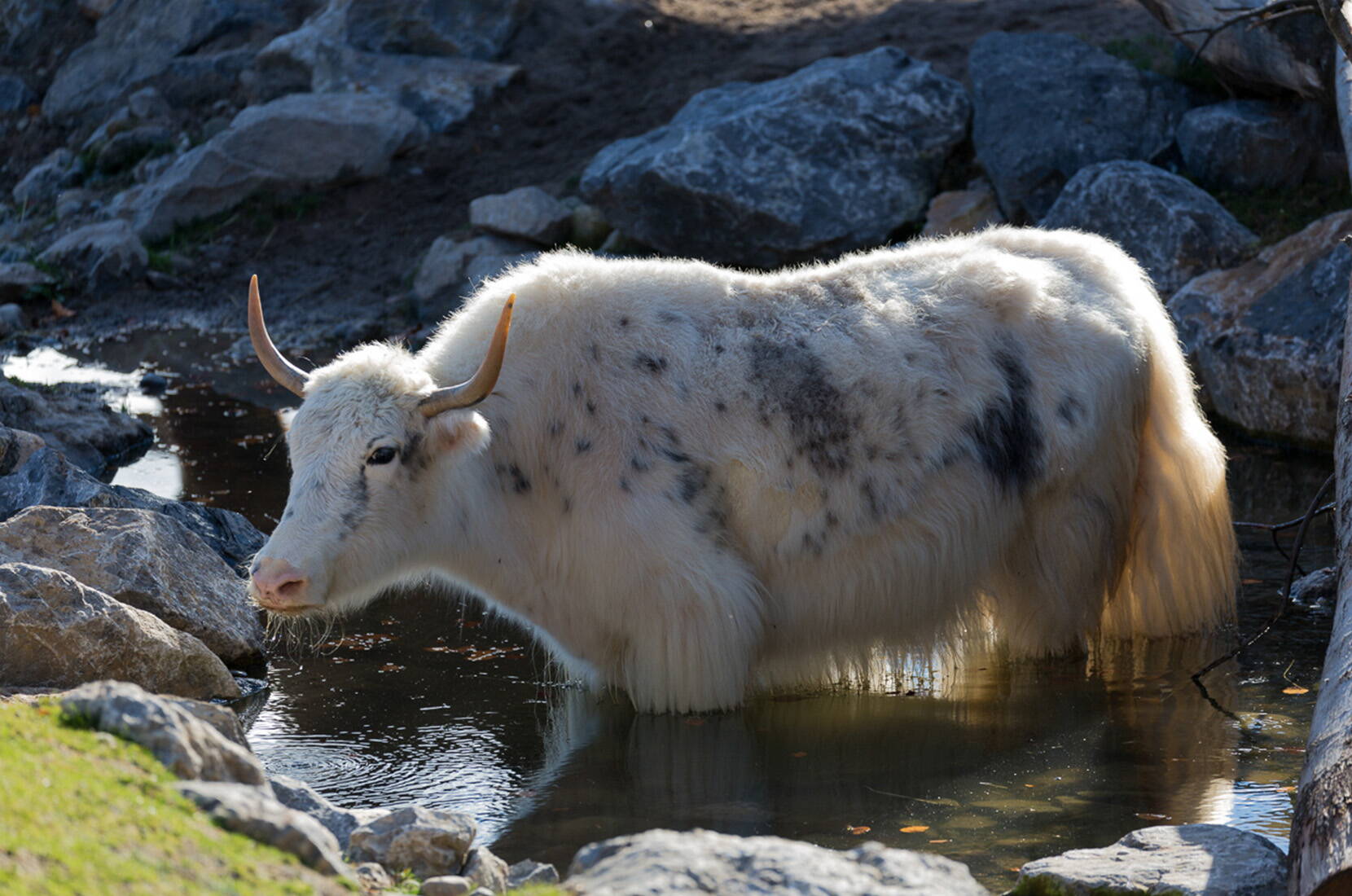 Im Zoo leben über 400 Tierarten in naturnah gestalteten Anlagen. Mit dem Masoala Regenwald – echtem tropischen Regenwald mit Roten Varis, Chamäleons und zahlreichen Vögeln – und dem Kaeng Krachan Elefantenpark mit seinem Blick auf schwimmende Elefanten hat der Zoo Zürich zwei Meilensteine mit internationaler Ausstrahlung geschaffen. 