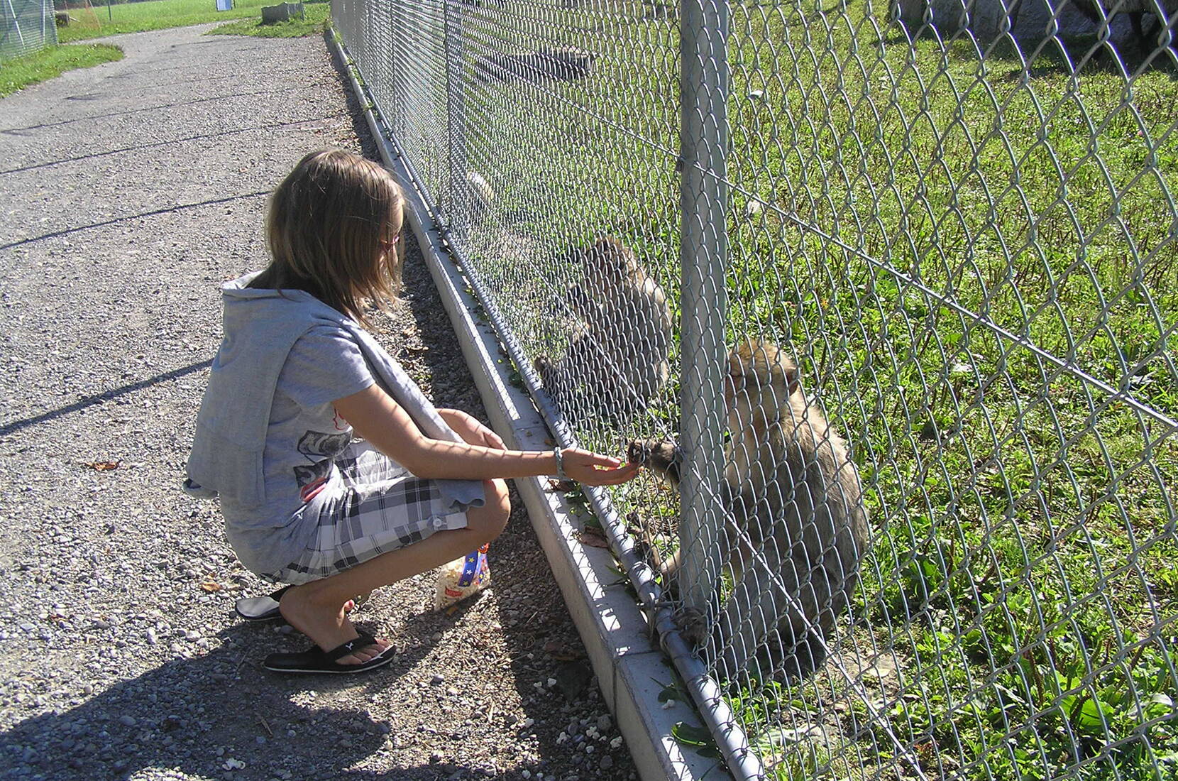 Familienausflug Plättli Zoo. Der Zoo beherbergt die verschiedensten Tierarten – Löwen, Pumas, Schimpansen, Berberaffen, auch Papageien, Eulen, Waschbären, Kamel – welche den Zoo beleben.