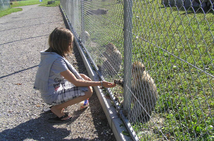 Zoom: Familienausflug Plättli Zoo. Der Zoo beherbergt die verschiedensten Tierarten – Löwen, Pumas, Schimpansen, Berberaffen, auch Papageien, Eulen, Waschbären, Kamel – welche den Zoo beleben.