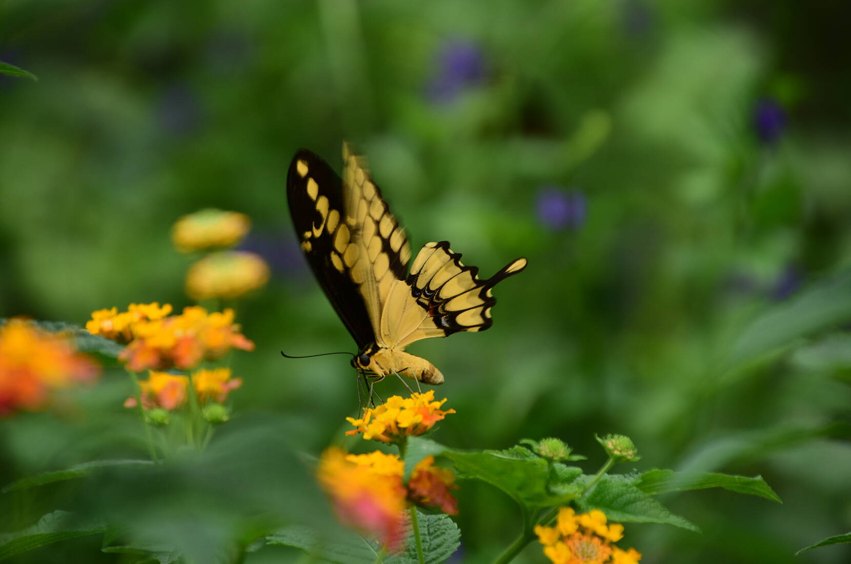 Excursion en famille au Papiliorama. Promenez-vous dans le Jungle Trek, une véritable jungle avec de nombreux oiseaux colorés, des pécaris et explorez le monde tropical sur le pont à travers les hautes cimes des arbres. 