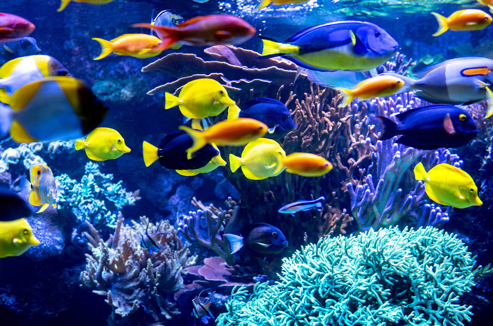 Un banc de poissons colorés nage parmi les coraux dans l’aquarium du parc zoologique de Berne.