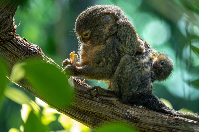 Zoom: Una mamma scimmia porta il piccolo sulla schiena mentre gusta uno spuntino nel parco zoologico di Berna.