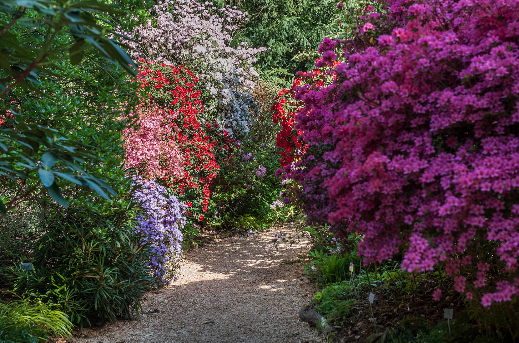 Les jardins Merian sont à la fois de riches jardins botaniques, des parcs historiques et des espaces de détente aménagés avec soin. Ils attirent toute l'année par leur floraison luxuriante, leur diversité végétale unique et leurs impressionnantes collections botaniques.