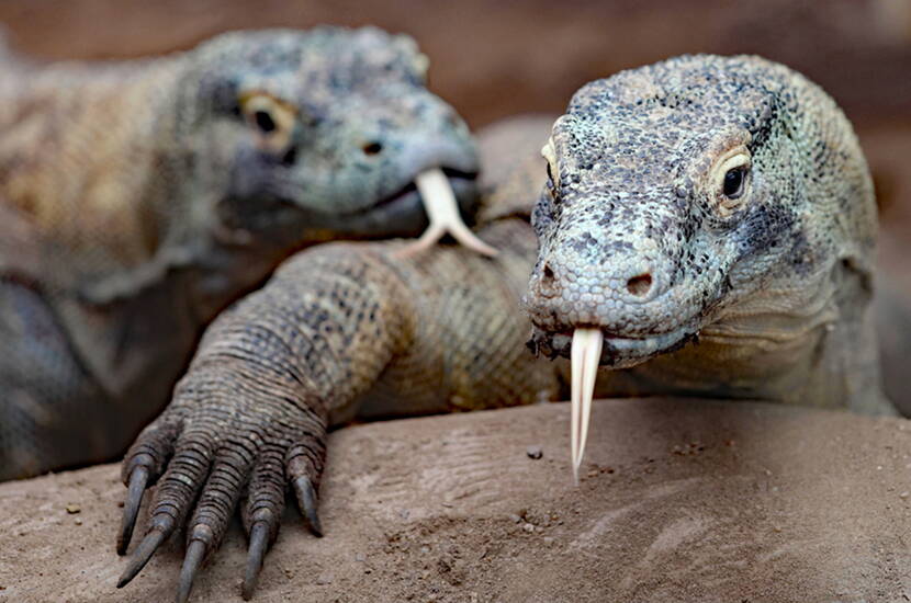 Zoom: Pingouins à lunettes, tortues géantes de Galàpagos, iguanes rhinocéros, dragons de Komodo, crocodiles siamois et bien d'autres encore. Le Tropiquarium te permet d'avoir un aperçu du monde fascinant des fonds marins et de la jungle et te captivera par sa végétation exotique luxuriante. Une excursion de première classe à ne manquer sous aucun prétexte. Télécharge ton bon de réduction dès maintenant et vas-y.