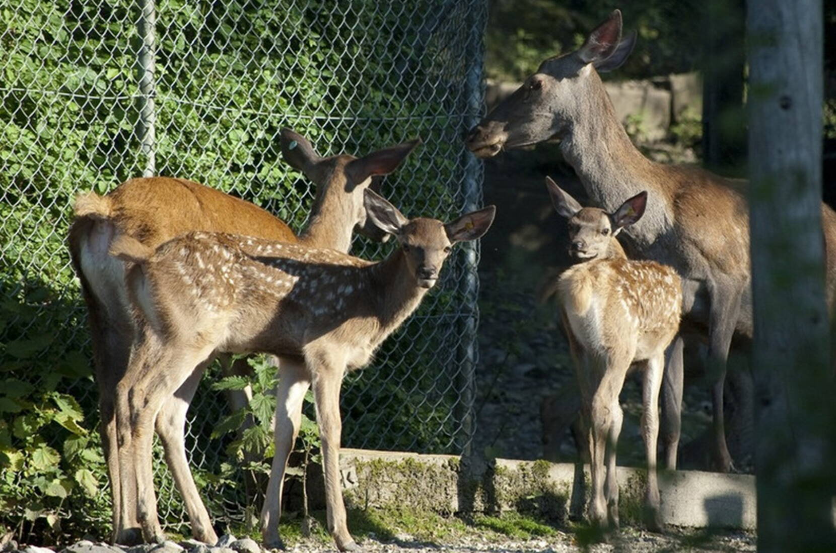 Excursion en famille au parc des cerfs de Lucerne. Au parc des cerfs de Lucerne, tu peux comparer et observer en face à face les différentes générations de cerfs. Du petit veau à la biche en passant par le cerf étroit et le cerf de place avec ses impressionnantes ramures.