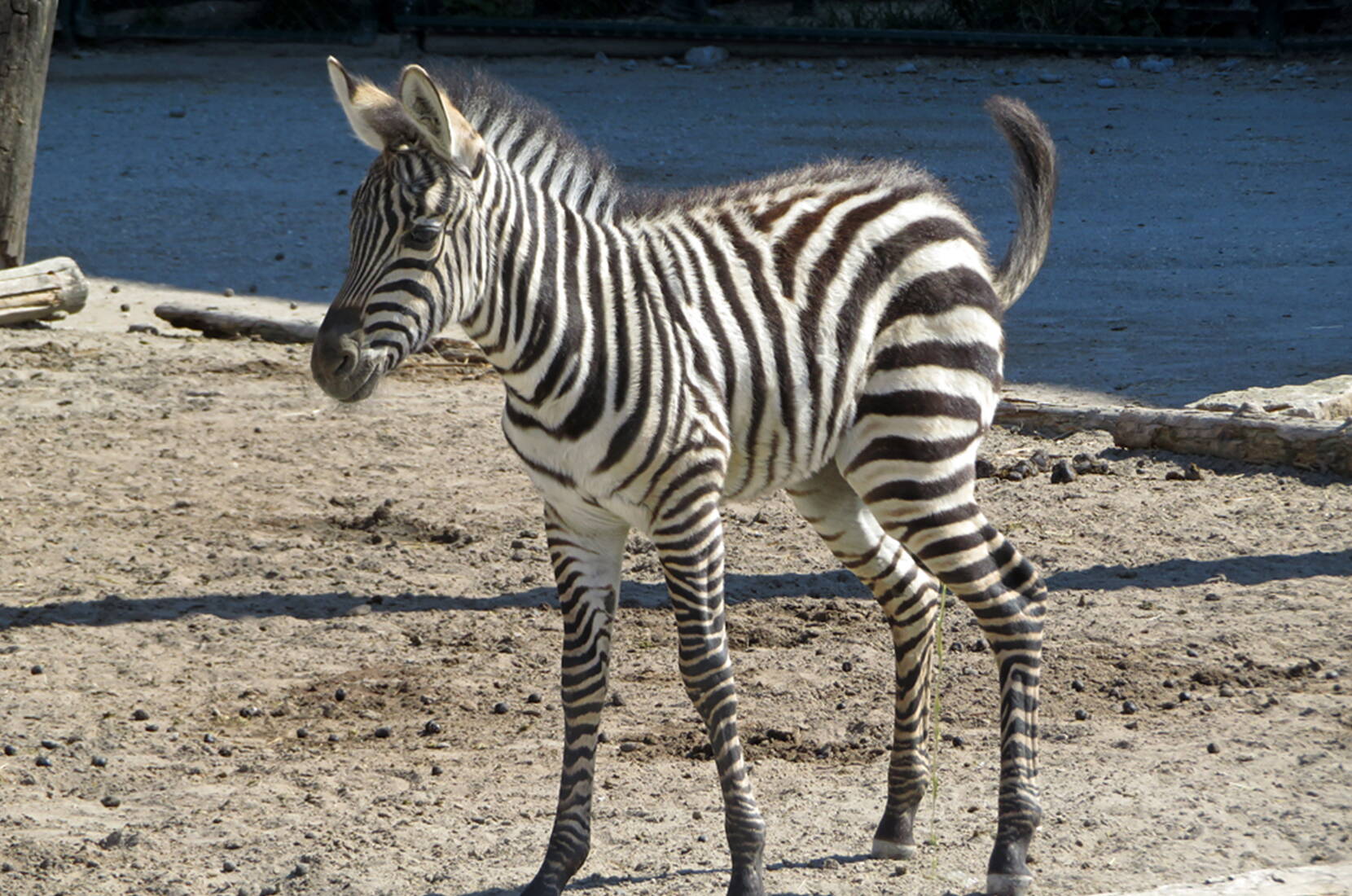 Familienausflug Knie Kinderzoo. Knies Kinderzoo in Rapperswil am oberen Zürichsee lässt euch die Tierwelt hautnah erleben und die Natur auf spielerische Weise entdecken. Dieser aussergewöhnliche Ort strahlt eine magische Faszination auf Gross und Klein sowie Alt und Jung aus.