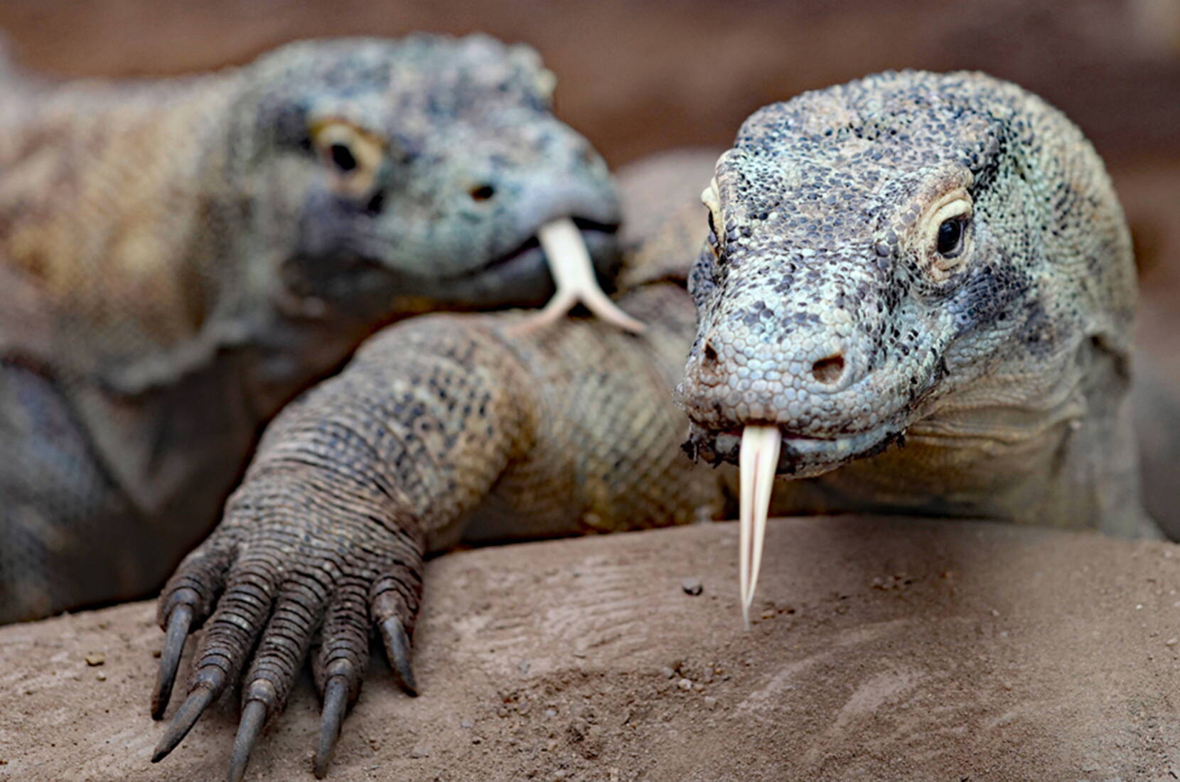 Brillenpinguine, Galàpagos-Riesenschildkröten, Nashornleguane, Komodowarane, Siam-Krokodile und vieles mehr. Das Tropiquarium ermöglicht dir einen Einblick in die  faszinierenden Unterwasser- und Dschungelwelt und wird dich mit seiner üppig exotischen Vegetation gefangen nehmen. Ein Ausflug der Extraklasse, den du dir keinesfalls entgehen lassen solltest.