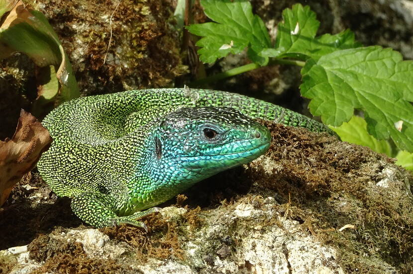 Zoom: Im Vivarium können in artgerecht eingerichteten Aquaterrarien einheimische Amphibien (Frösche, Kröten, Molche und Salamander) beobachtet und hautnah erlebt werden. Der perfekte Familienausflug.