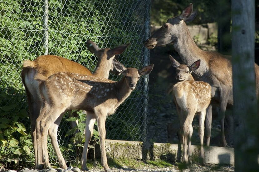 Zoom: Im Hirschpark Luzern kannst du face to face die verschiedenen Hirschgenerationen vergleichen und beobachten. Vom Kälblein über das Schmaltier bis zur Hirschkuh und vom Spiesser bis zum Platzhirsch mit seinem eindrucksvollen Geweih.