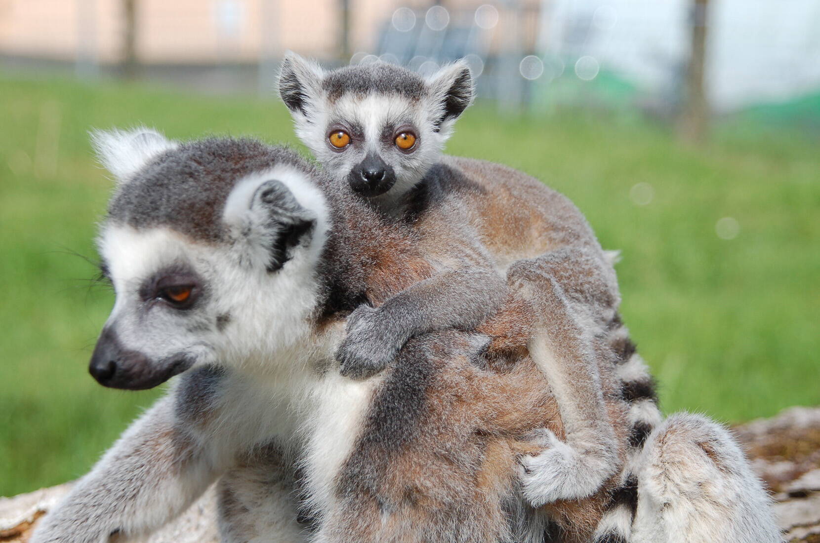 Buts d'excursion Berne – Excursion en famille parc animalier et de découverte Seeteufel. Plus de 45 espèces animales des 5 continents peuvent être observées et admirées.