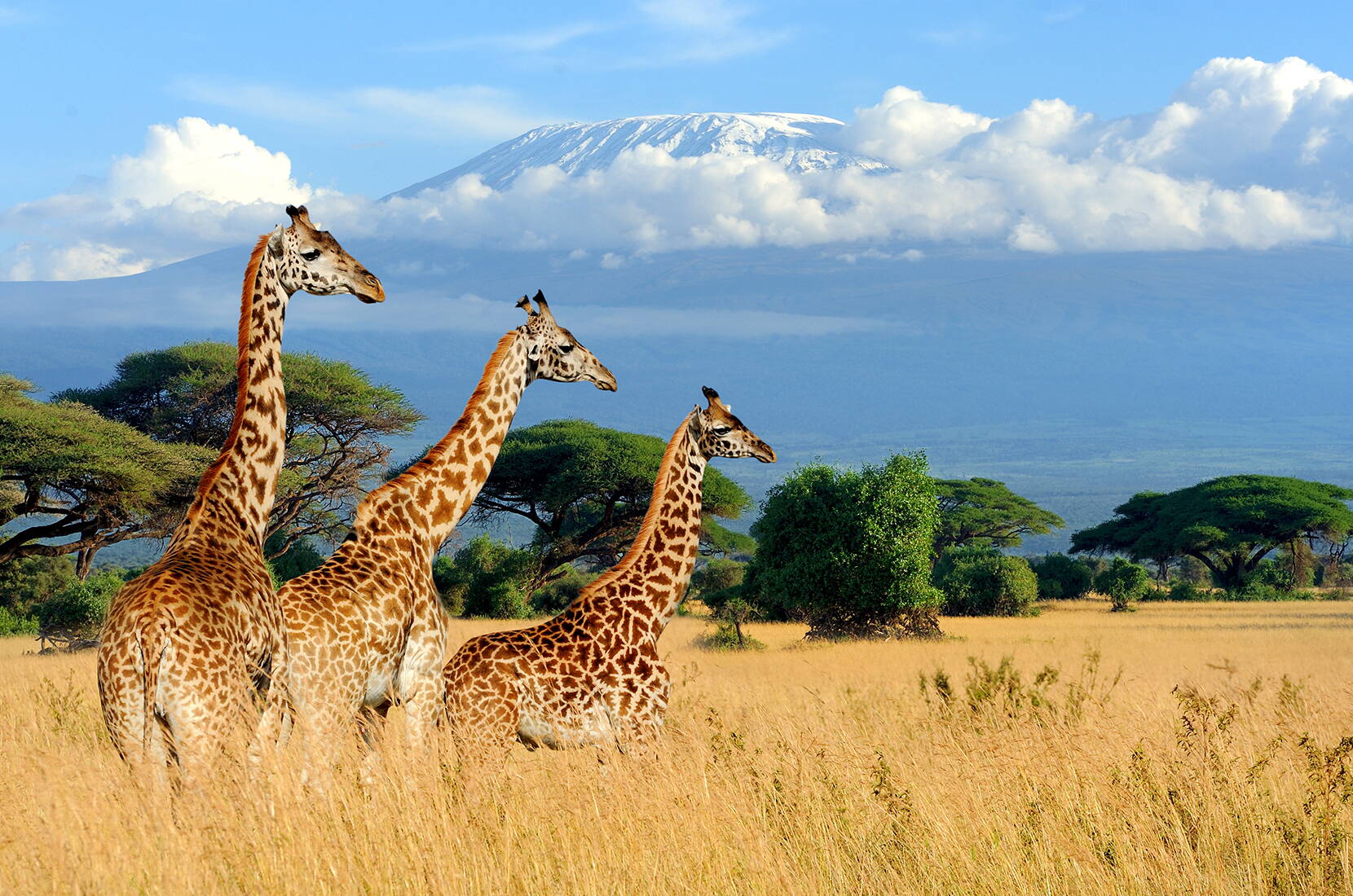 Savane ouverte avec girafes et le massif emblématique du Kilimandjaro en arrière‑plan.