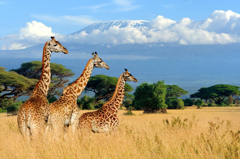 Zoom: Weite Savanne mit Giraffen und dem markanten Kilimandscharo Bergmassiv im Hintergrund.