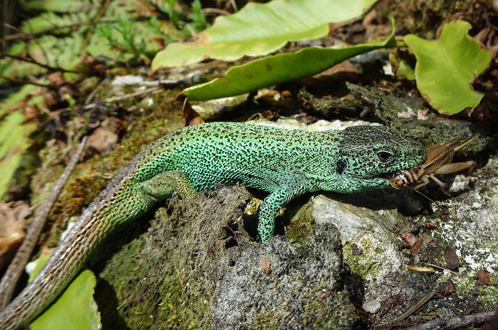 Im Vivarium können in artgerecht eingerichteten Aquaterrarien einheimische Amphibien (Frösche, Kröten, Molche und Salamander) beobachtet und hautnah erlebt werden. Der perfekte Familienausflug.