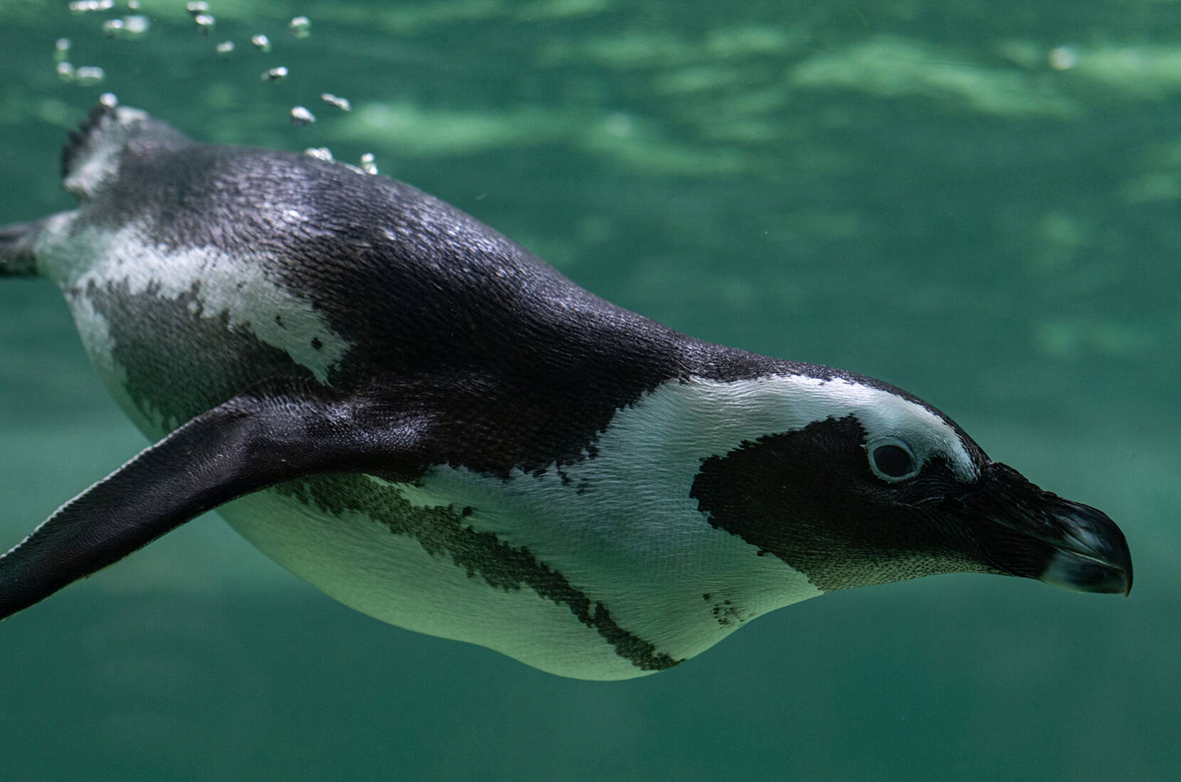 Excursion familiale au Tropiquarium de Servion. Laissez-vous captiver par le monde sauvage et sa végétation exotique luxuriante, découvrez le monde sous-marin fascinant et plongez dans une jungle pleine de chants d'oiseaux. 