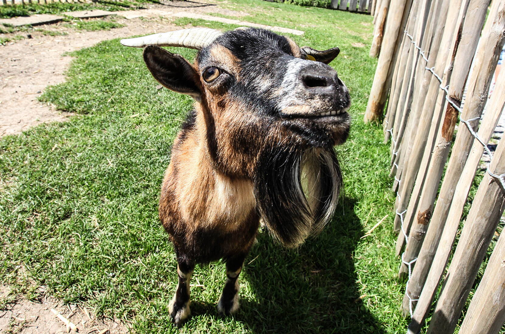 Gita in famiglia al Juckerhof a Seegräben. Un labirinto di meli, un castello di paglia, un parco di capre e un parco giochi naturale. A seconda della stagione, grandi mostre di zucca o di paglia o mirtilli e ciliegie da raccogliere da soli.