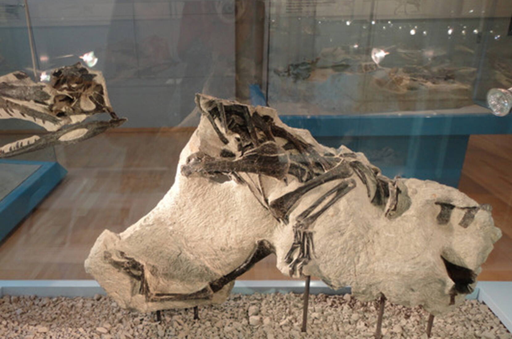 Bon pour une entrée gratuite au Musée des dinosaures de Frick. Télécharge ton bon pour une entrée gratuite et prépare-toi pour une excursion dans le passé. Le Musée des dinosaures de Frick te montre de près surtout des ossements de dinosaures dits "à plaques" de l'époque du Trias, dont le squelette de dinosaure le plus complet jamais trouvé en Suisse.