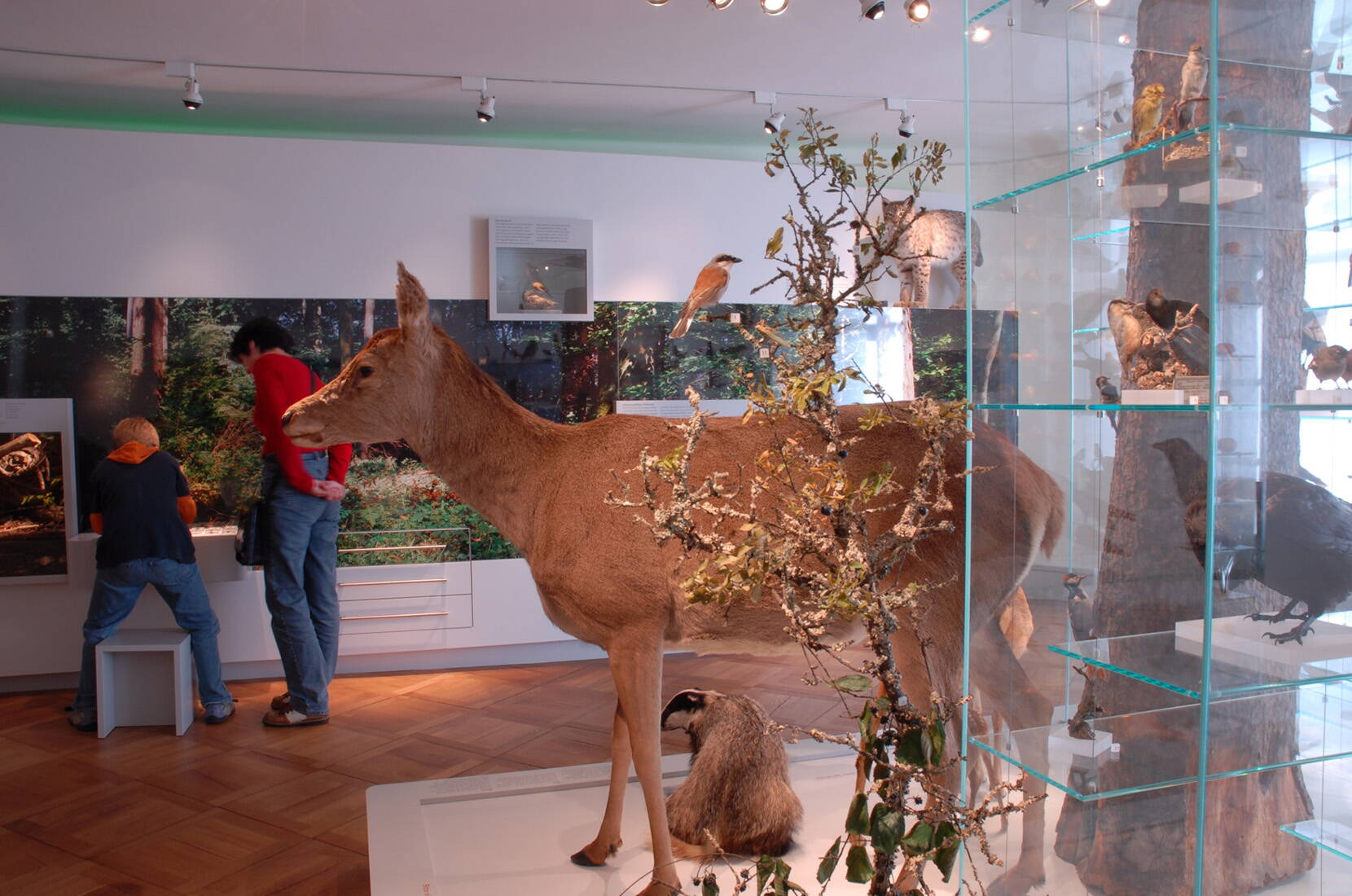 Familienausflug Historisches Museum Thurgau. In lebensechten Darstellungen sind viele einheimische Pflanzen und Tiere zu entdecken. Fossilien lassen längst vergangene Zeiten lebendig werden.