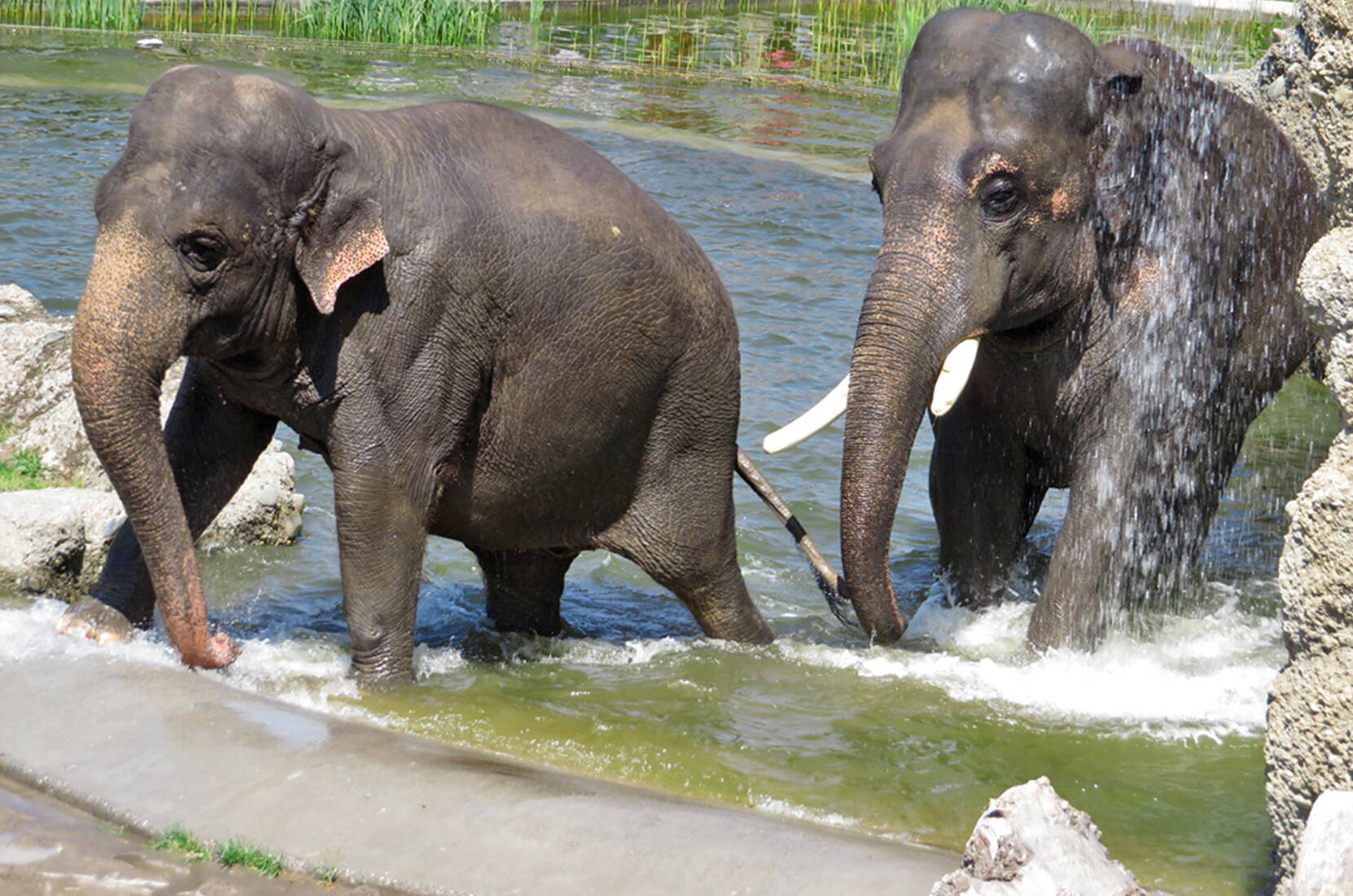 Familienausflug Knie Kinderzoo. Knies Kinderzoo in Rapperswil am oberen Zürichsee lässt euch die Tierwelt hautnah erleben und die Natur auf spielerische Weise entdecken. Dieser aussergewöhnliche Ort strahlt eine magische Faszination auf Gross und Klein sowie Alt und Jung aus.