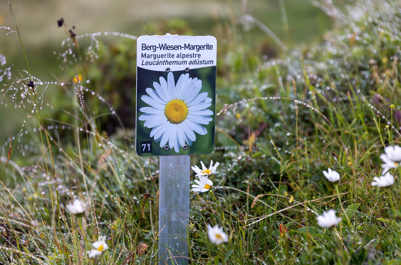 Der Rundweg führt in Serpentinen über den Grat und anschliessend auf dem breiten Wanderweg Steinstoss-Leiterli zurück zum Ausgangspunkt.