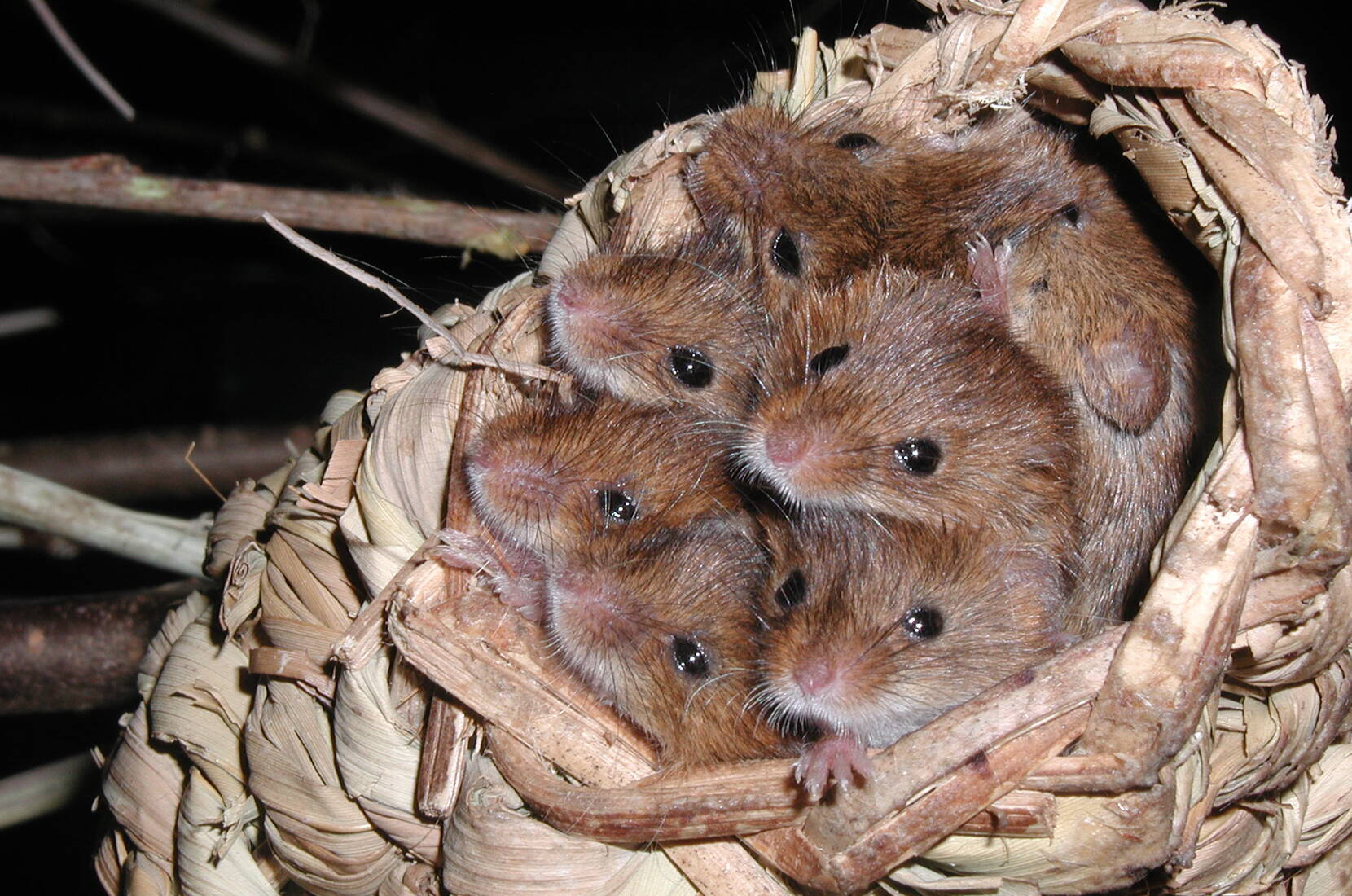 Ausflugsziele Mittelland - Familienausflug Naturama Aarau. Durchstreife die kunstvoll nachgebildeten Lebensräume, wo Zwergmäuse durch die Auenlandschaft wuseln, Ameisen auf dem Waldboden krabbeln und Grillen im überdimensionierten Wiesendschungel zirpen. Eine Zeitreise – Vergangenheit, Gegenwart & Zukunft.