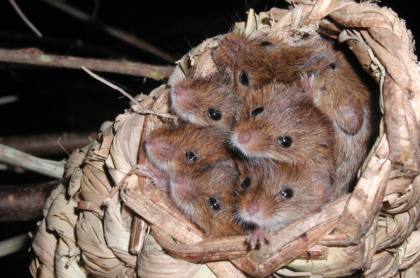 Zoom: Ausflugsziele Mittelland - Familienausflug Naturama Aarau. Durchstreife die kunstvoll nachgebildeten Lebensräume, wo Zwergmäuse durch die Auenlandschaft wuseln, Ameisen auf dem Waldboden krabbeln und Grillen im überdimensionierten Wiesendschungel zirpen. Eine Zeitreise – Vergangenheit, Gegenwart & Zukunft.