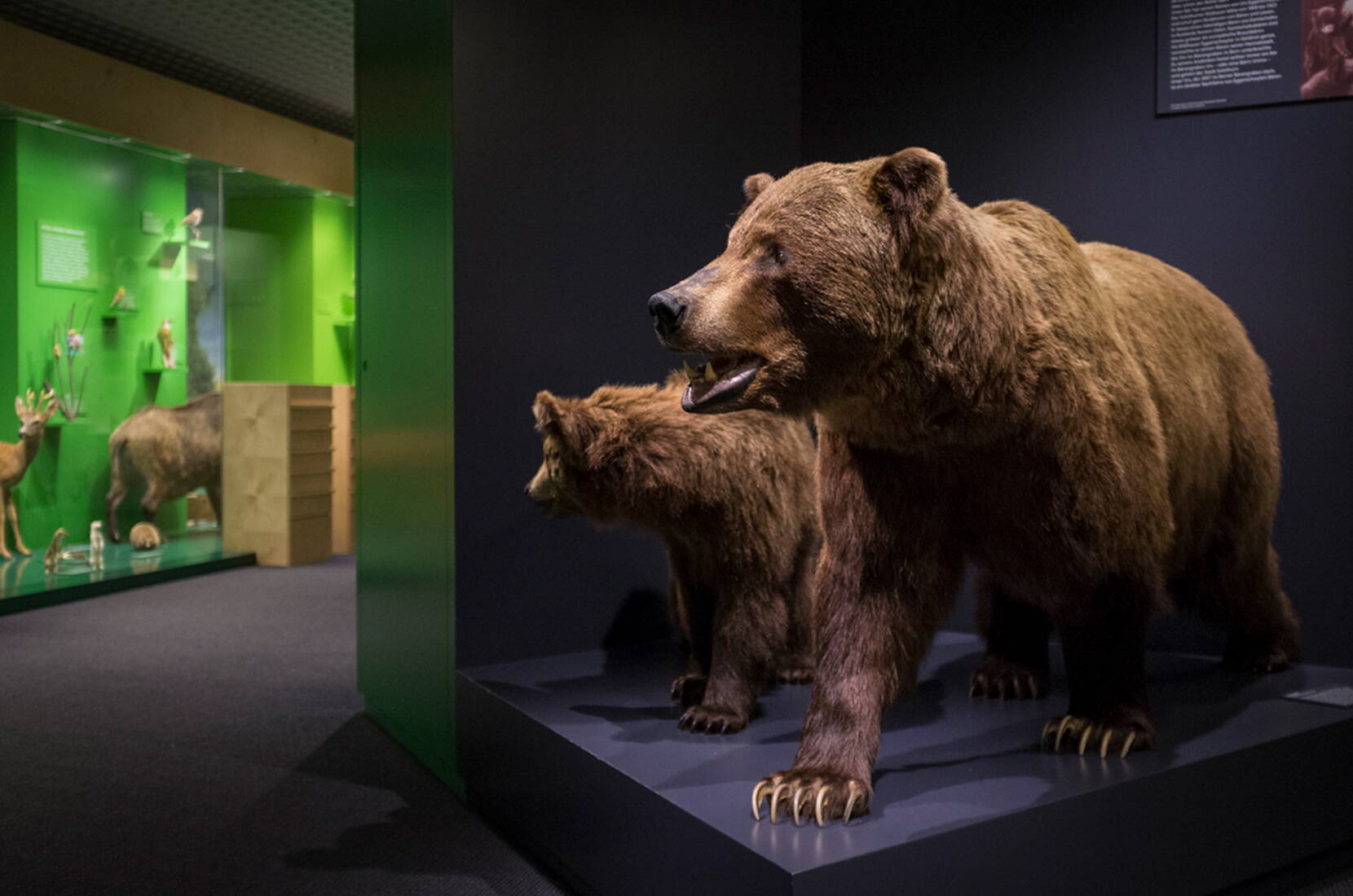 Familienausflug Naturmuseum Solothurn. Das Naturmuseum Solothurn weckt bei seinen Besucherinnen und Besucher Interesse, Begeisterung, Verständnis und Liebe für die Natur.