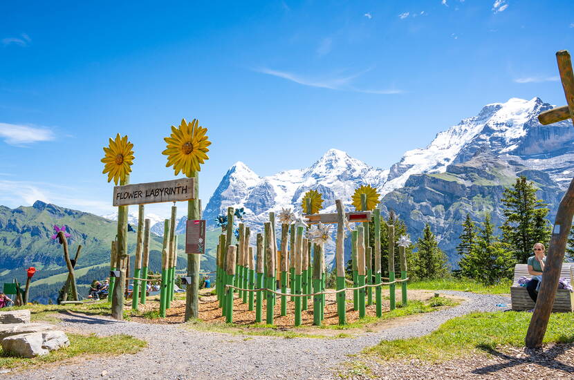 Zoom: Ist eine spannende Welt aus Gräsern, riesigen Alpblumen und überdimensionalen Insekten.