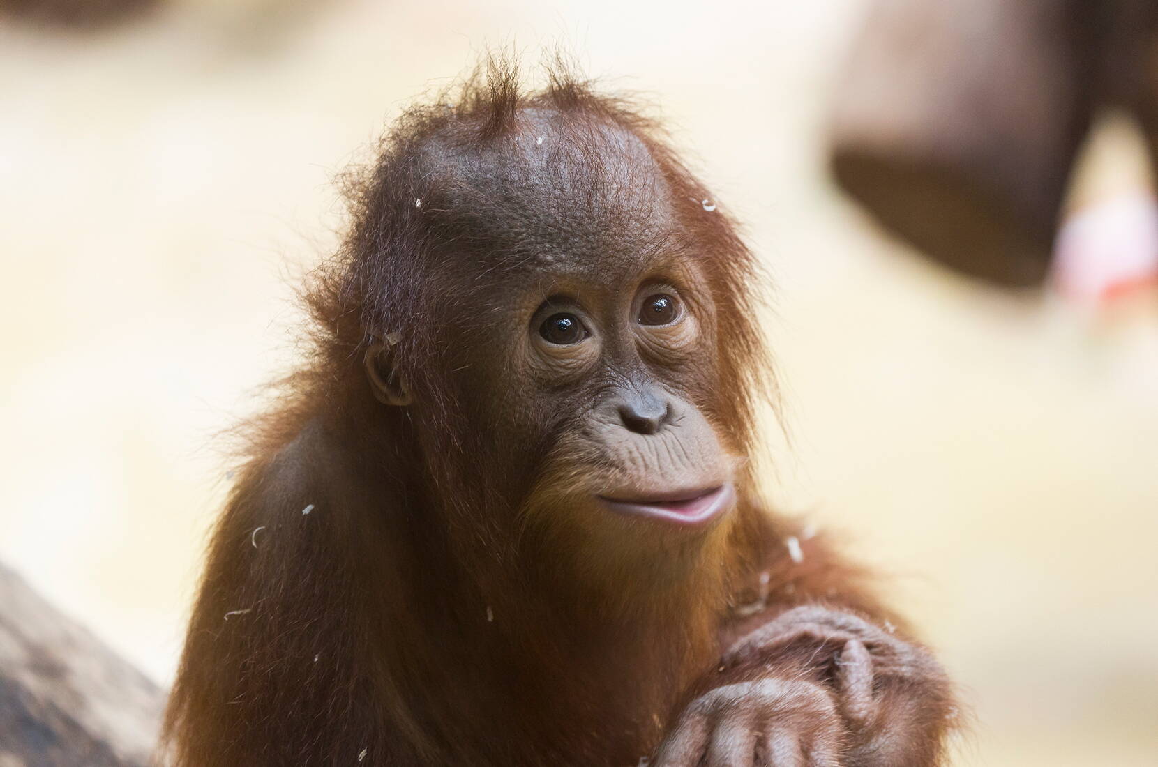 Gita in famiglia allo zoo di Zurigo. Lo zoo ospita oltre 400 specie di animali in recinti progettati per essere vicini alla natura. Con la foresta pluviale di Masoala – una vera e propria foresta pluviale tropicale con varici rosse, camaleonti e numerosi uccelli – e il parco degli elefanti di Kaeng Krachan con la sua vista sugli elefanti che nuotano, lo zoo di Zurigo ha creato due pietre miliari di richiamo internazionale.